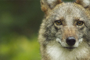 Sea Change Film Series: Meet the Coywolf Sea Change Film Series: Meet the Coywolf